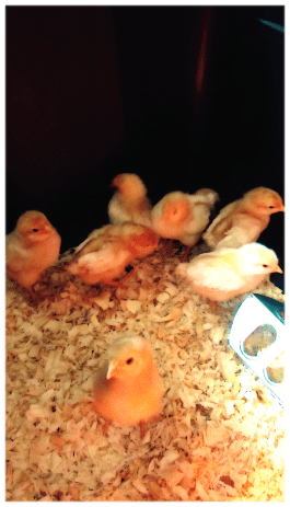 baby chicks