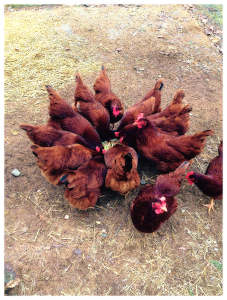 Chickens Eating Snacks