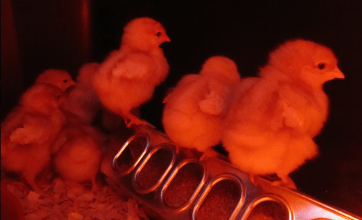 Screen Shot 2016-03-25 at 1.19.58 PM