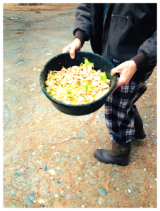 image of chicken scraps