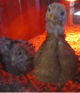 This is one of the baby girls now. I call this the "awkward teenage week" when they have some feathers but some fuzz. Still, they are cute beyond all reason, right?