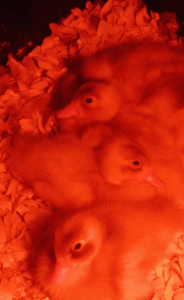 baby ducks