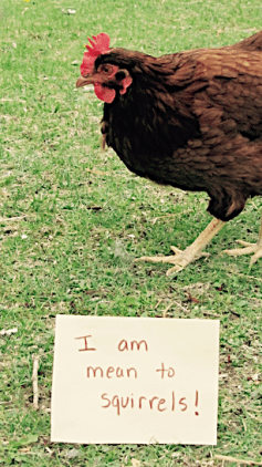 chickens with sign about squirrels