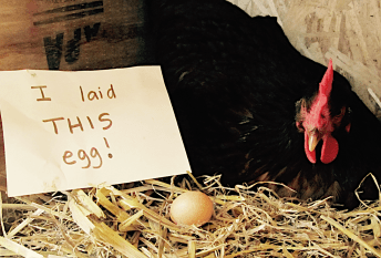 chicken with small egg