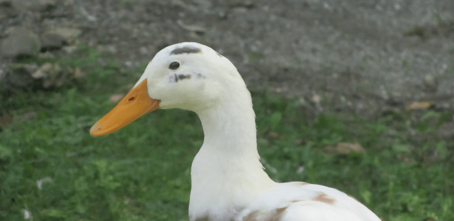 duck