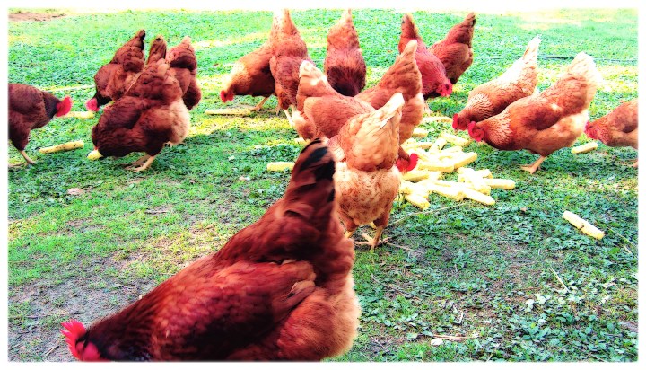 chickens-love-corn