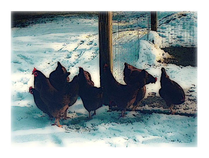 chickens-in-snow
