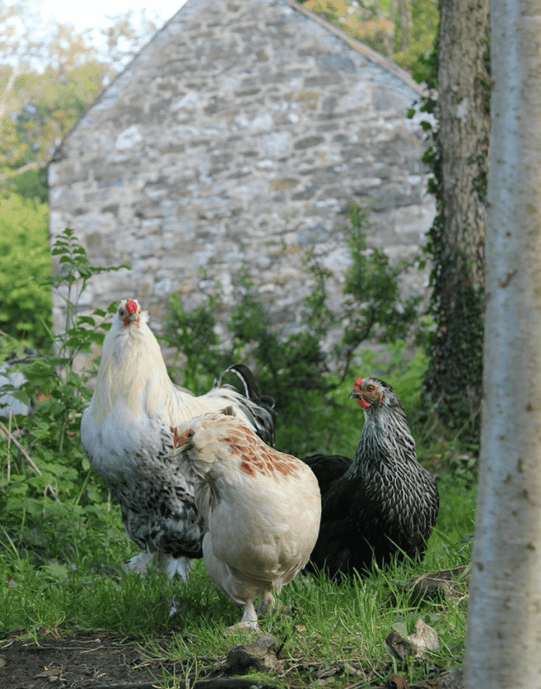 Screen Shot 2017-03-23 at 9.10.46 AM