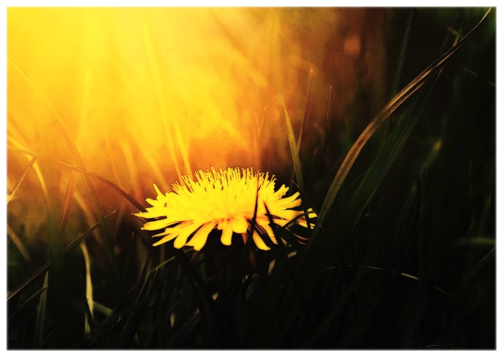 dandelion