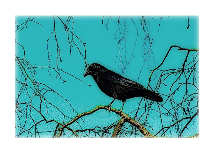 Crow