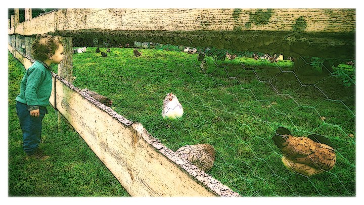 chickens inside fence