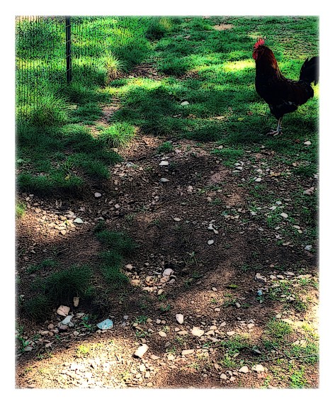 Rooster and the Holes