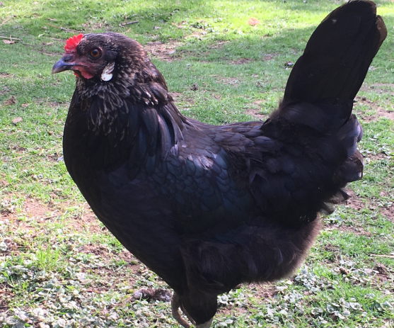 Screen Shot 2019-07-21 at 12.36.55 PM