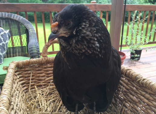 Screen Shot 2019-07-21 at 12.41.09 PM