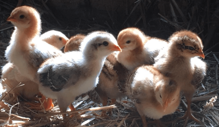 Screen Shot 2019-09-08 at 8.27.54 AM